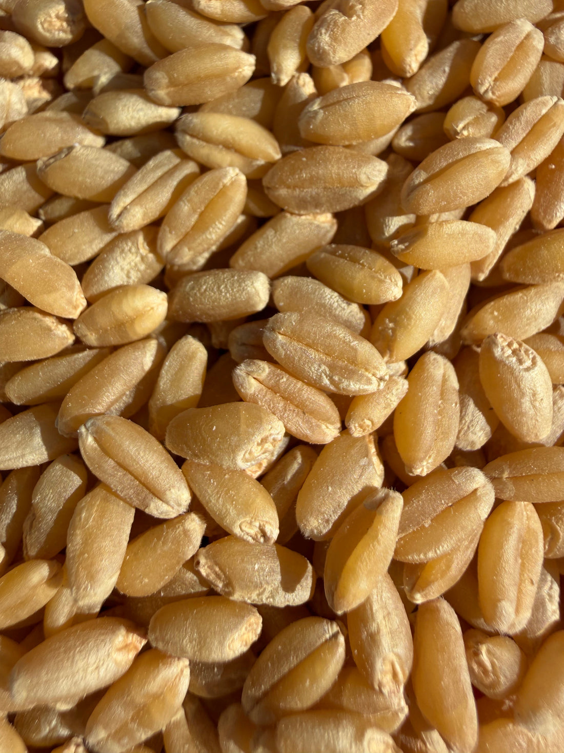 Regenerative Wheat - What It Is and Why We're Excited About It