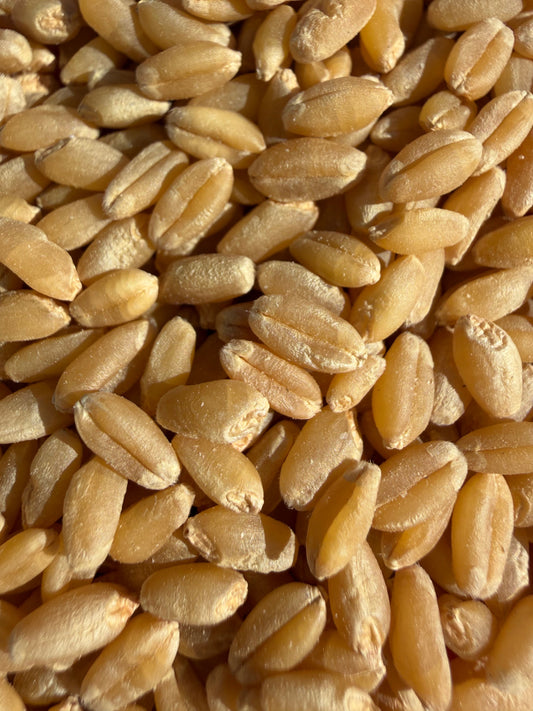 Regenerative Wheat - What It Is and Why We're Excited About It