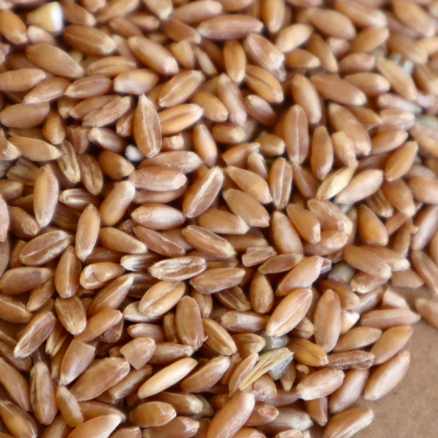 Certified Organic Spelt grain