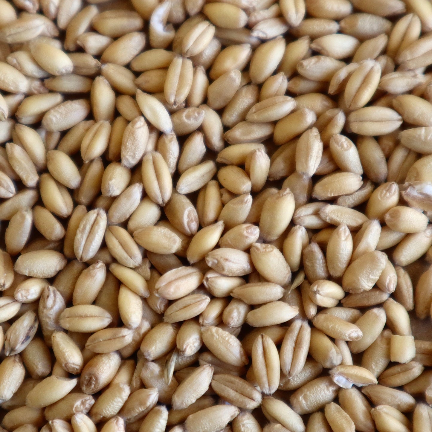 Certified Organic Rosella Wheat